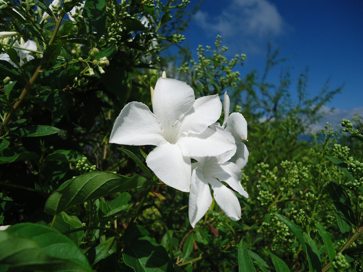 白色的花、藤、植被免费图片