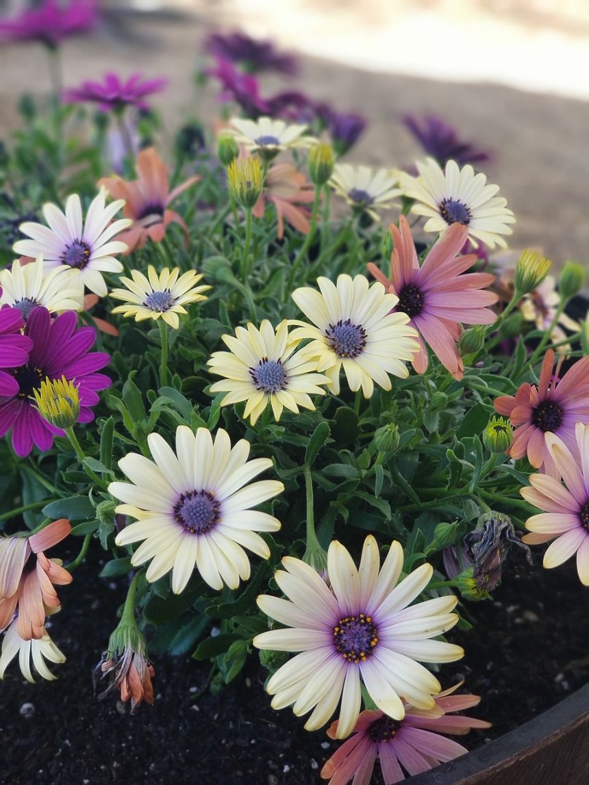 花,植物区系,夏天