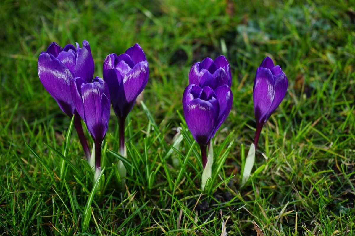 藏红花、鲜花、紫免费图片