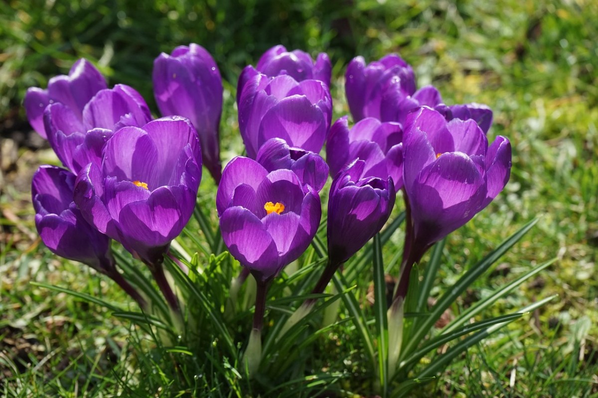 藏红花、鲜花、紫免费图片