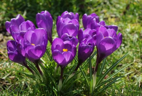 藏红花、鲜花、紫