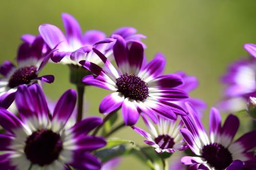 紫色的瓜叶菊花朵