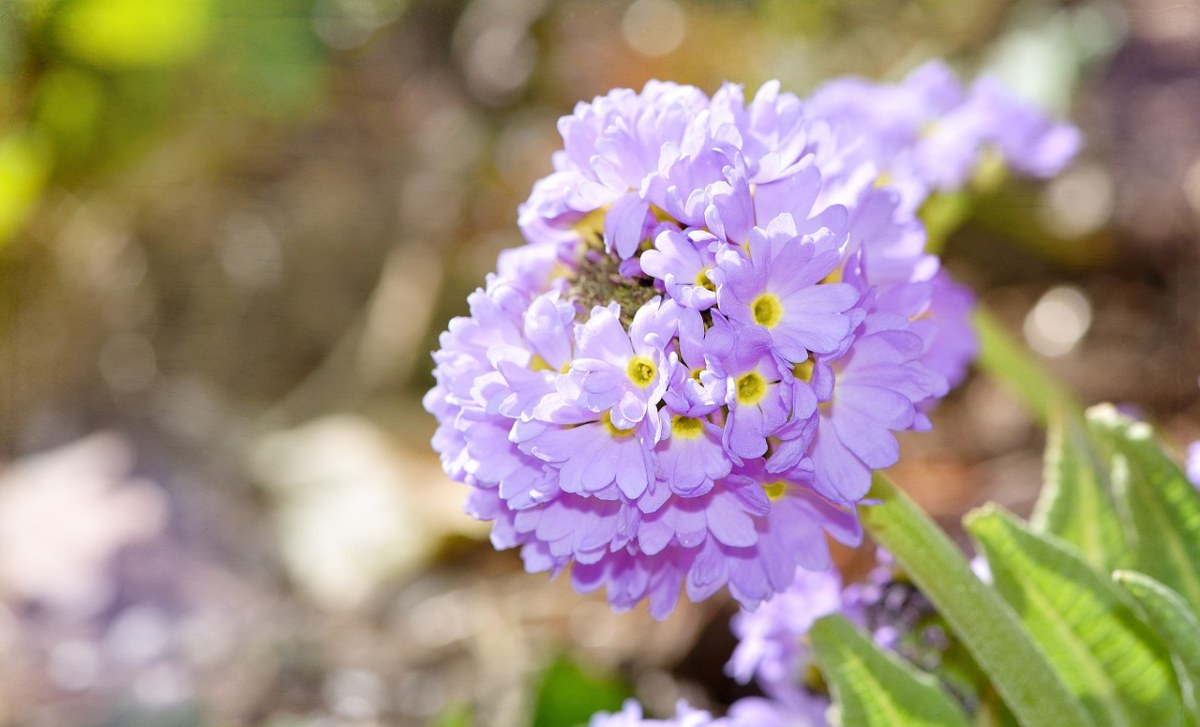 阳光下紫色的报春花图片免费图片