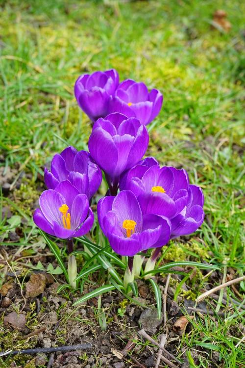 藏红花、鲜花、紫