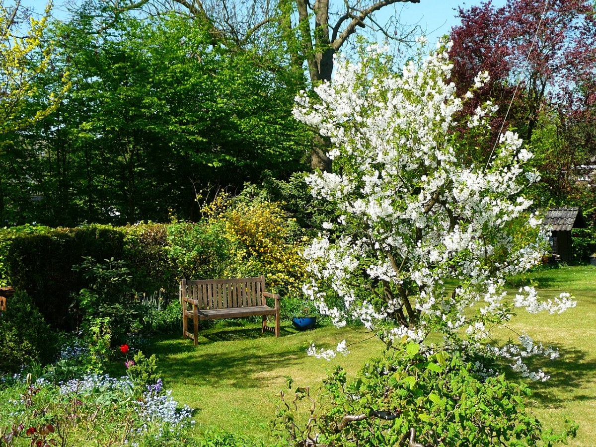 春天的花园免费图片