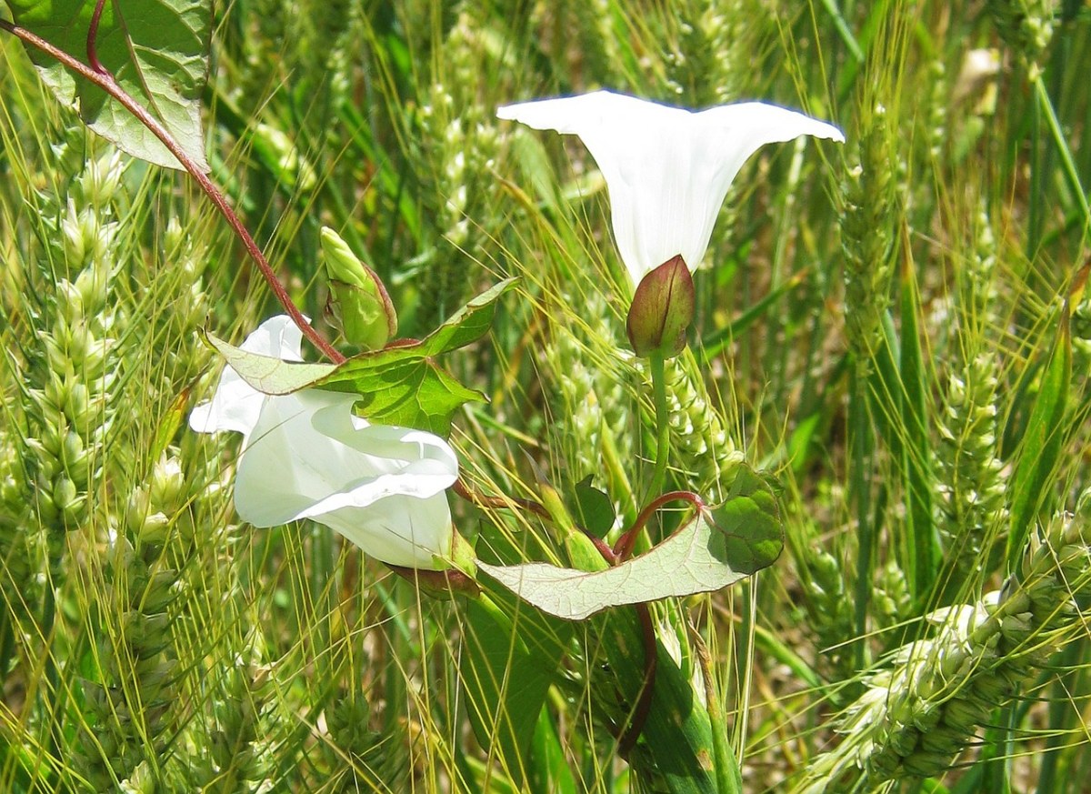 现场装饰,大麦,花
