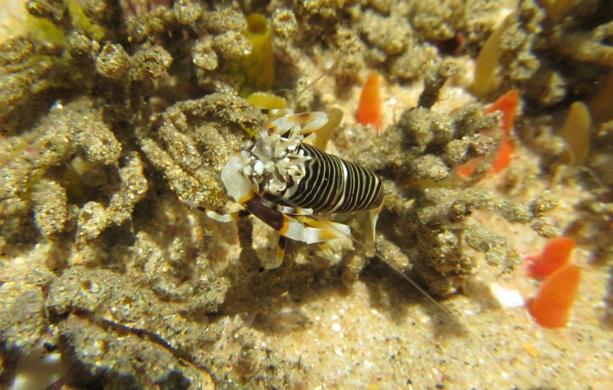 斑马虾、虾、海上生活免费图片