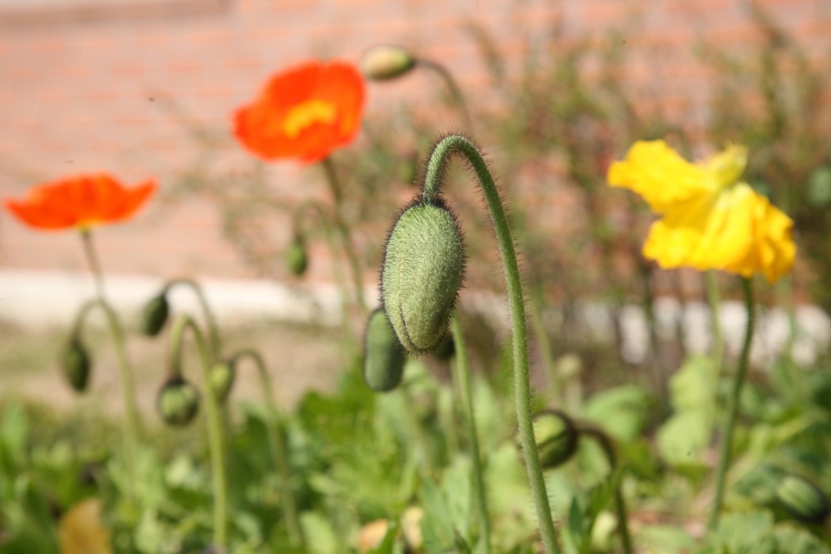 罂粟花花蕾免费图片