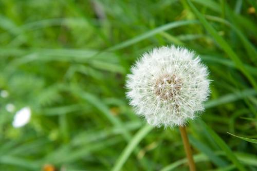 蒲公英、花、过去