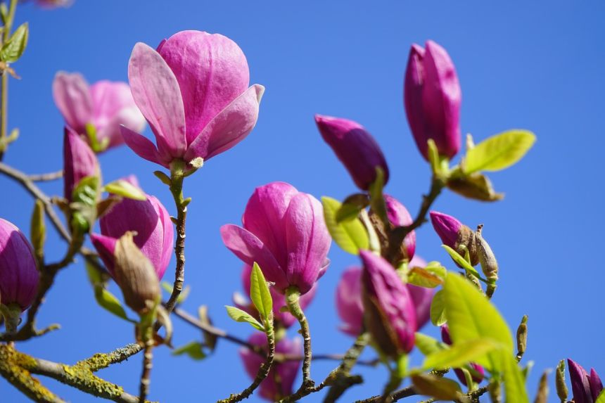 玉蘭玉蘭花開花