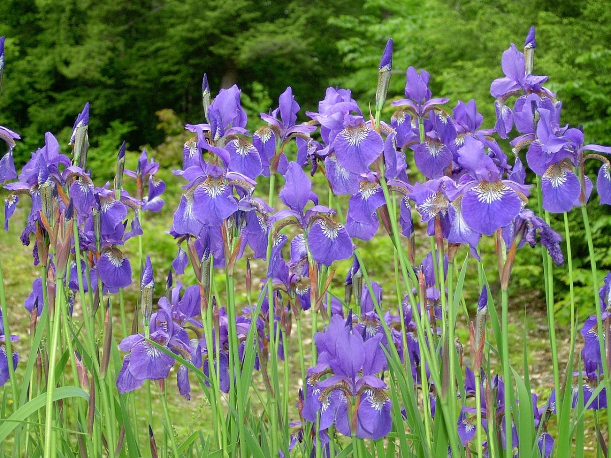 鸢尾花、夏季开花、紫色鸢尾免费图片