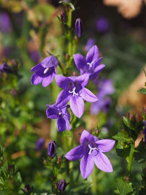 紫色的小喇叭花