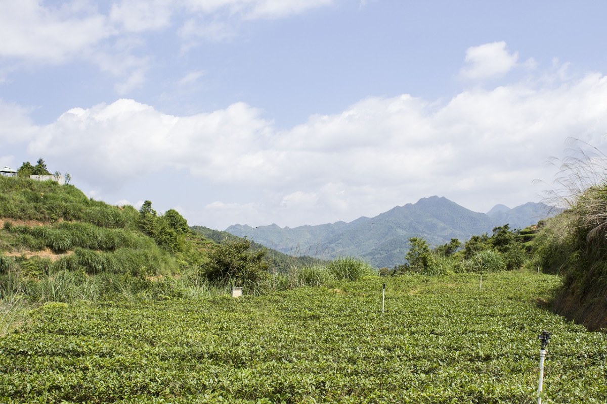 安溪鐵觀音,高山茶園