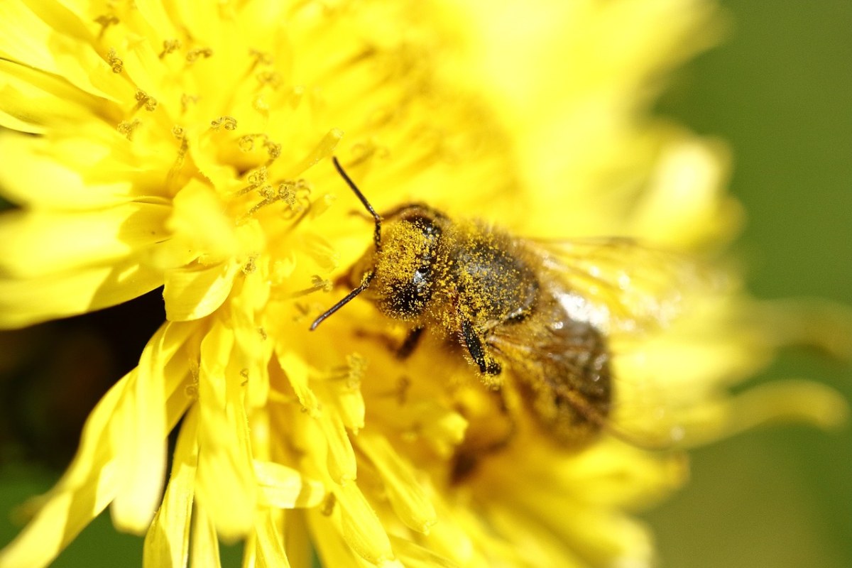 蜜蜂传授花粉特写免费图片