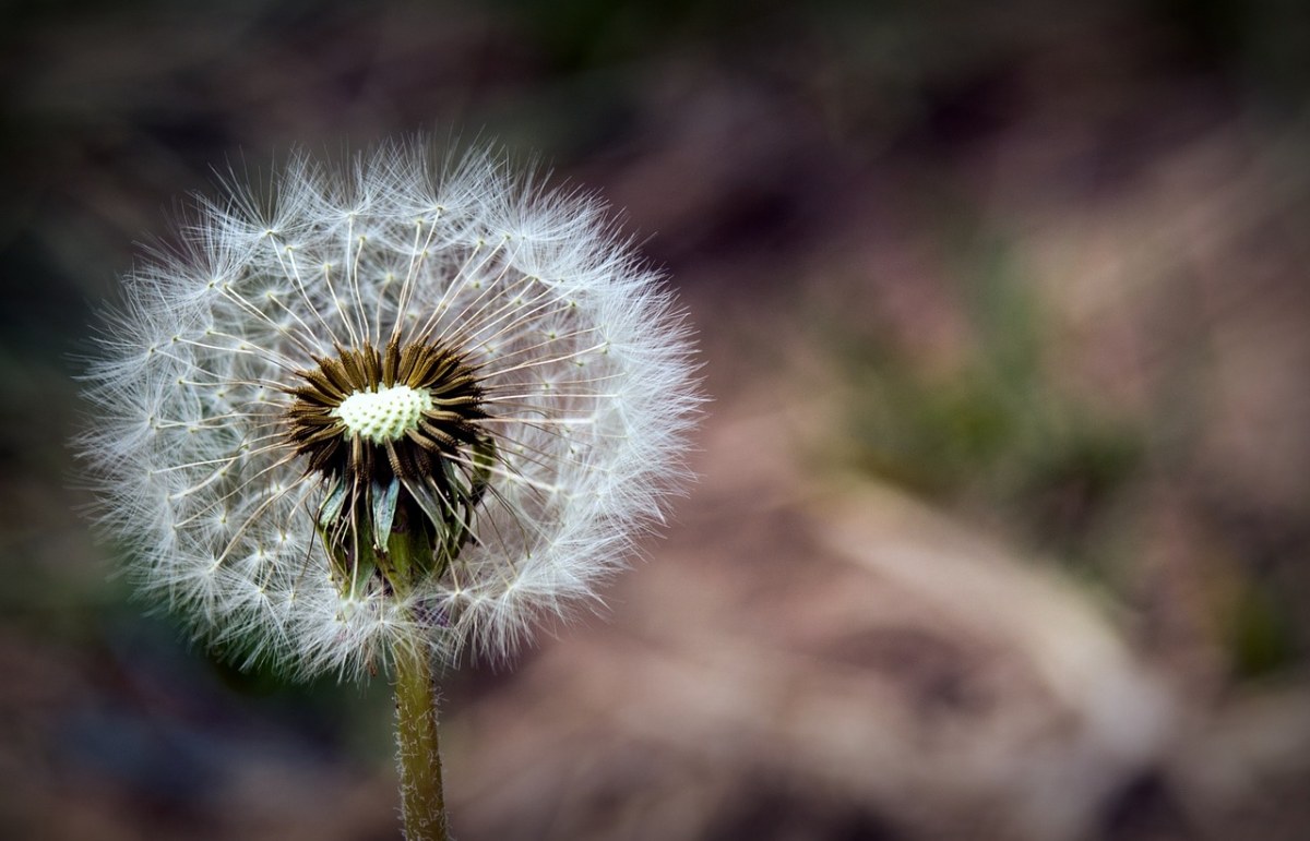 蒲公英、花、植物免费图片