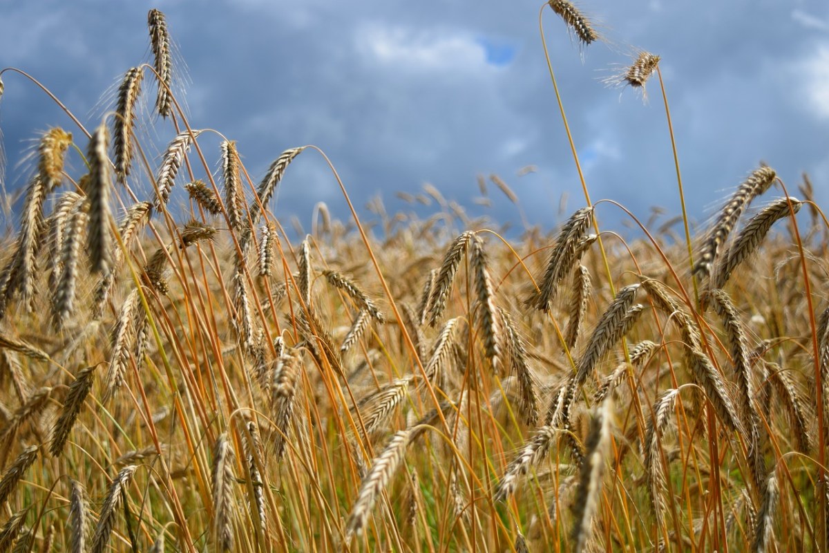 字段,大麦场,谷物