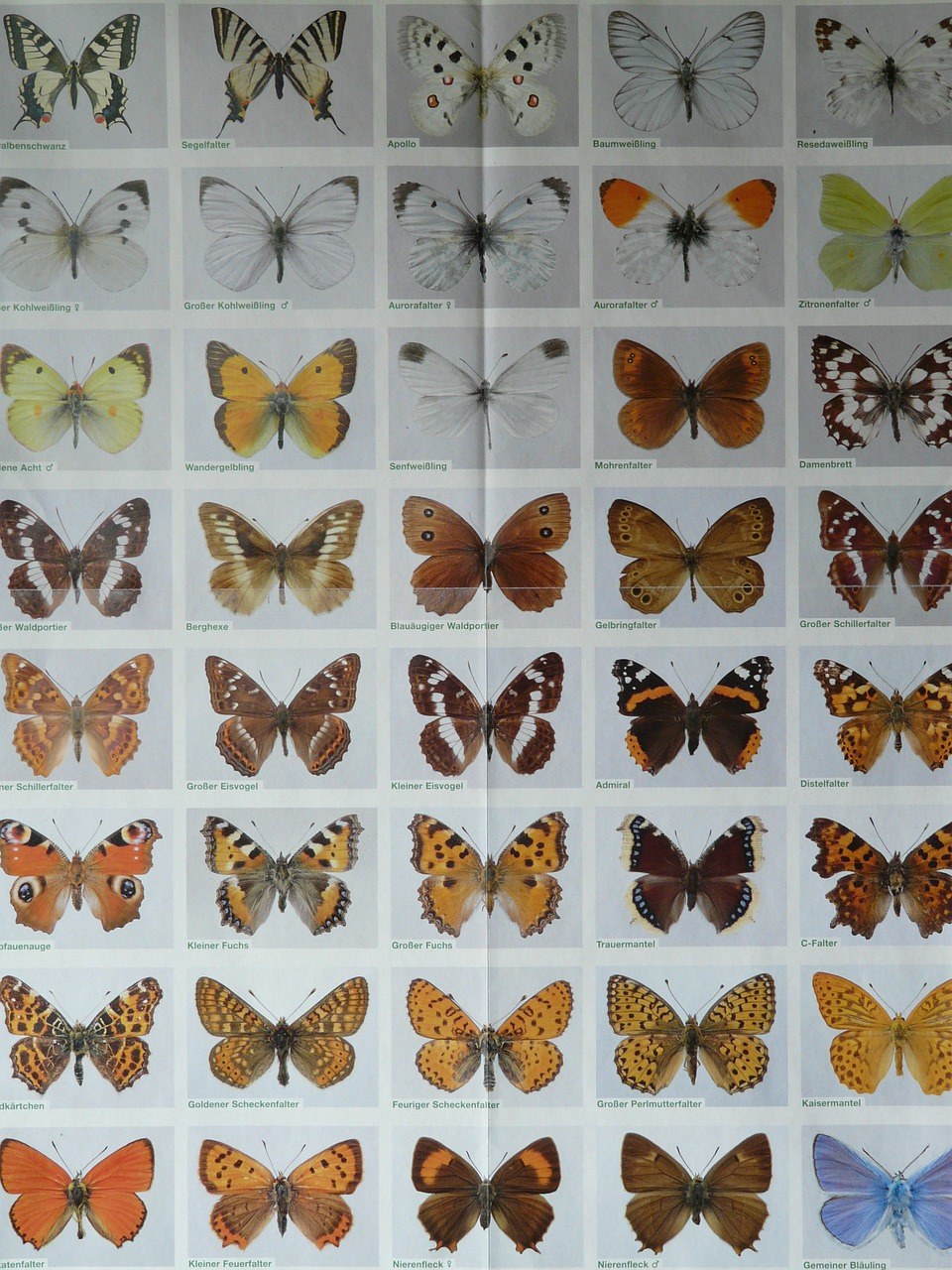 蝴蝶名称和相对应图片图片
