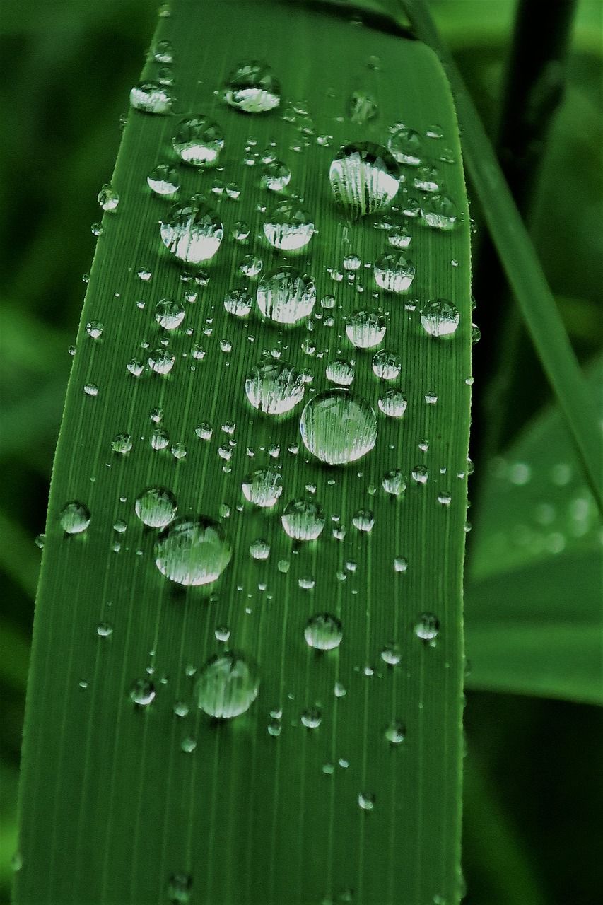 雨滴,露水,芦苇
