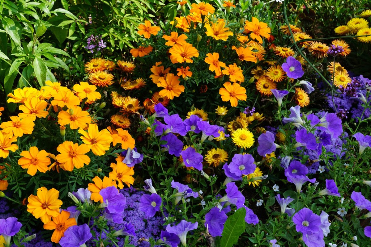 黄色与紫色的花朵背景图片免费图片