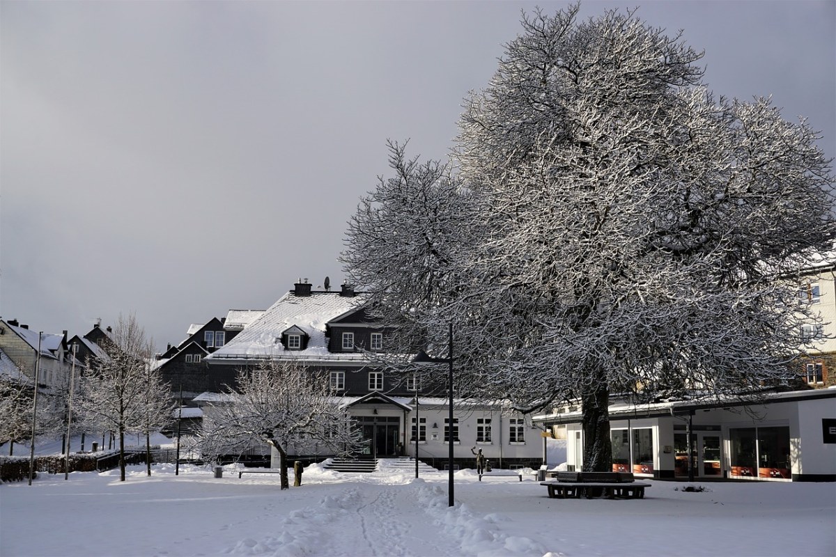 板栗树、冬天、雪免费图片