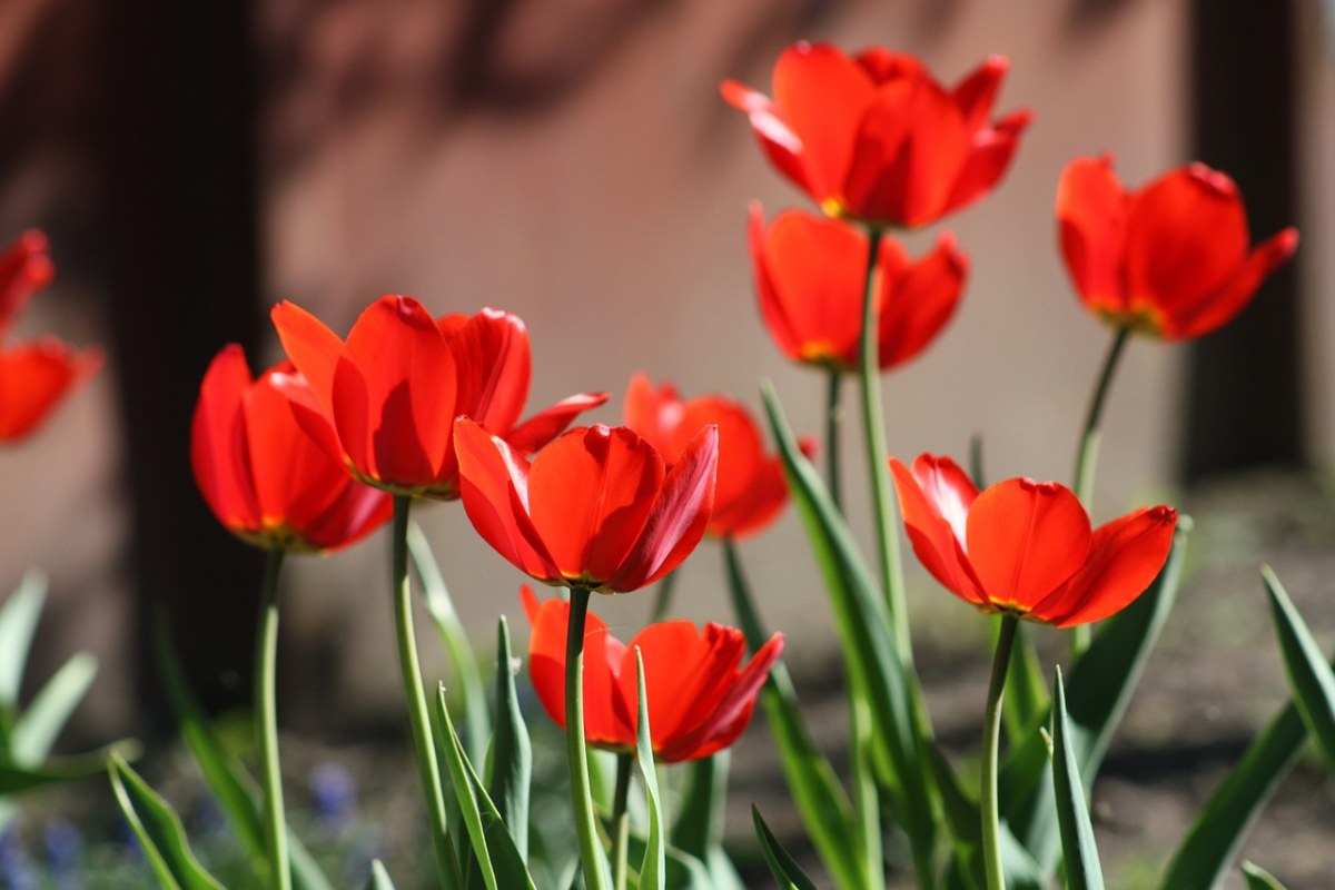 郁金香、花卉、春天免费图片