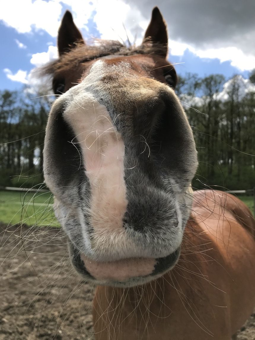 马,鼻子,鼻孔