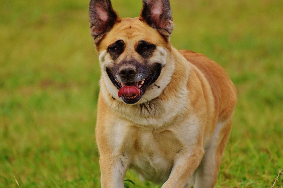 狗,有趣的脸,滑稽