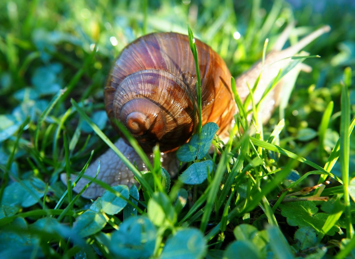 阳光下的蜗牛免费图片