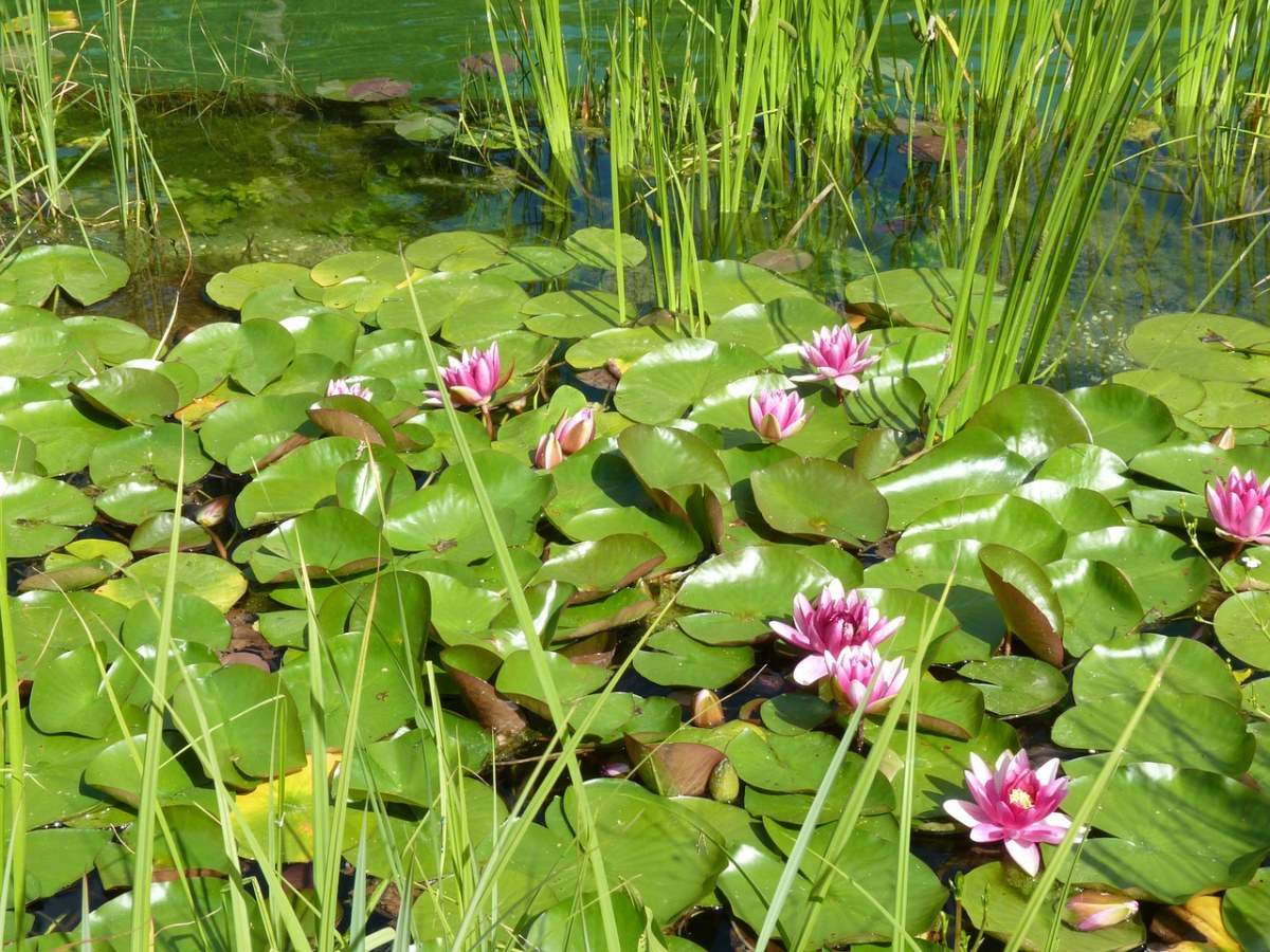 禅境花园水生植物图片