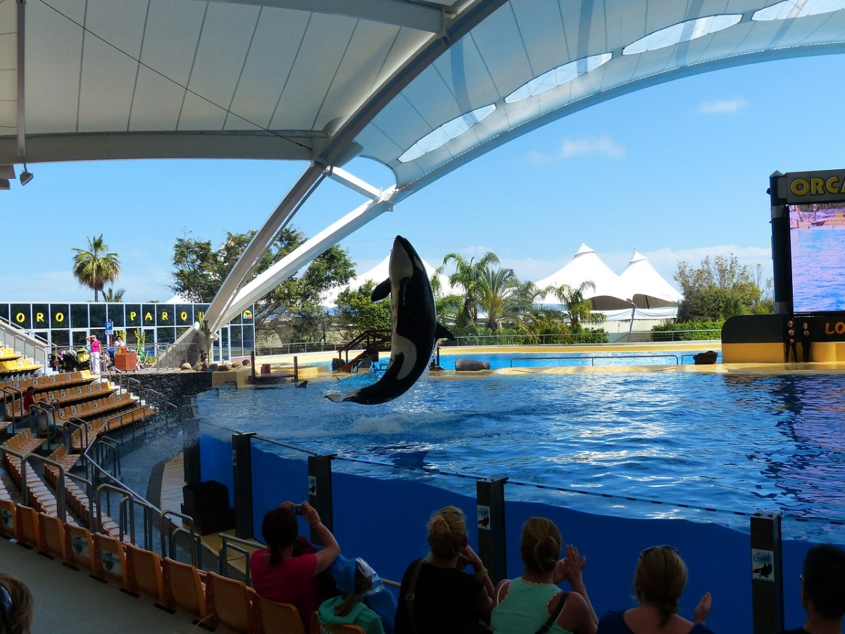 虎鲸,orcinus,orca,orka