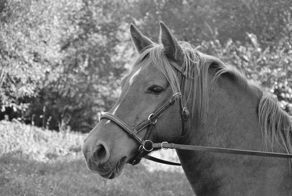 马、头马档、黑白照片免费图片