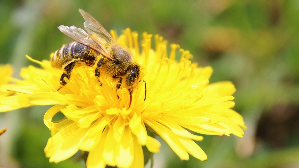 蜜蜂、开花、花粉免费图片