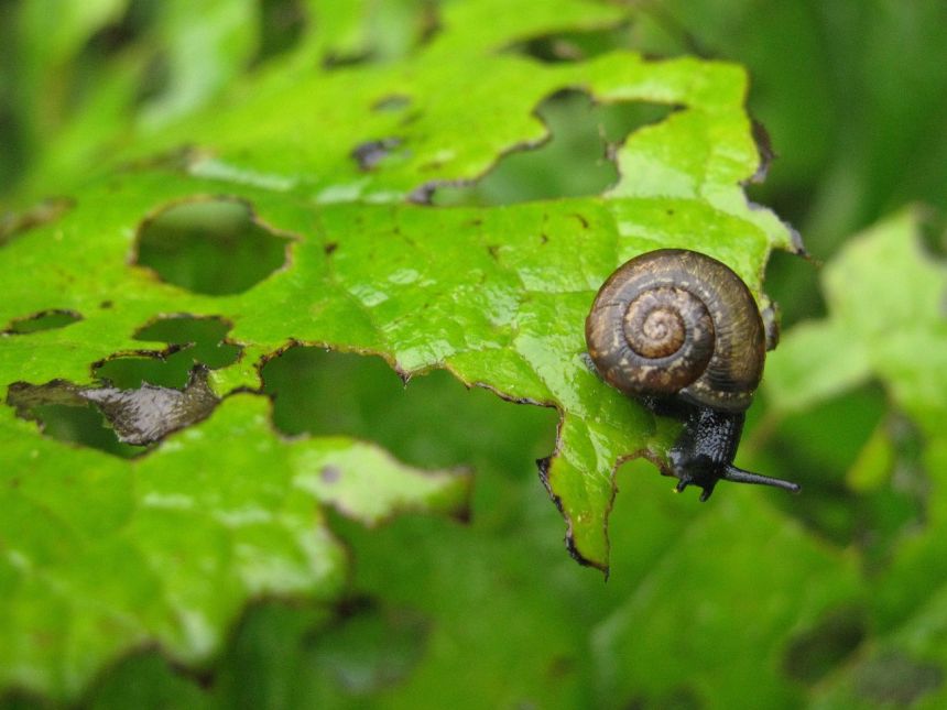 arianta,arbustorum,蜗牛吃植物,园林害虫