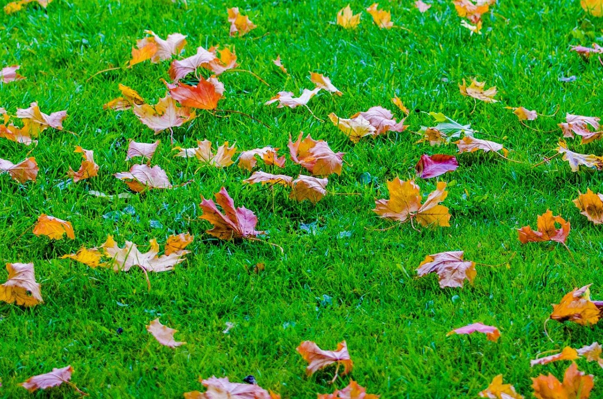 叶子、秋、枝杈免费图片
