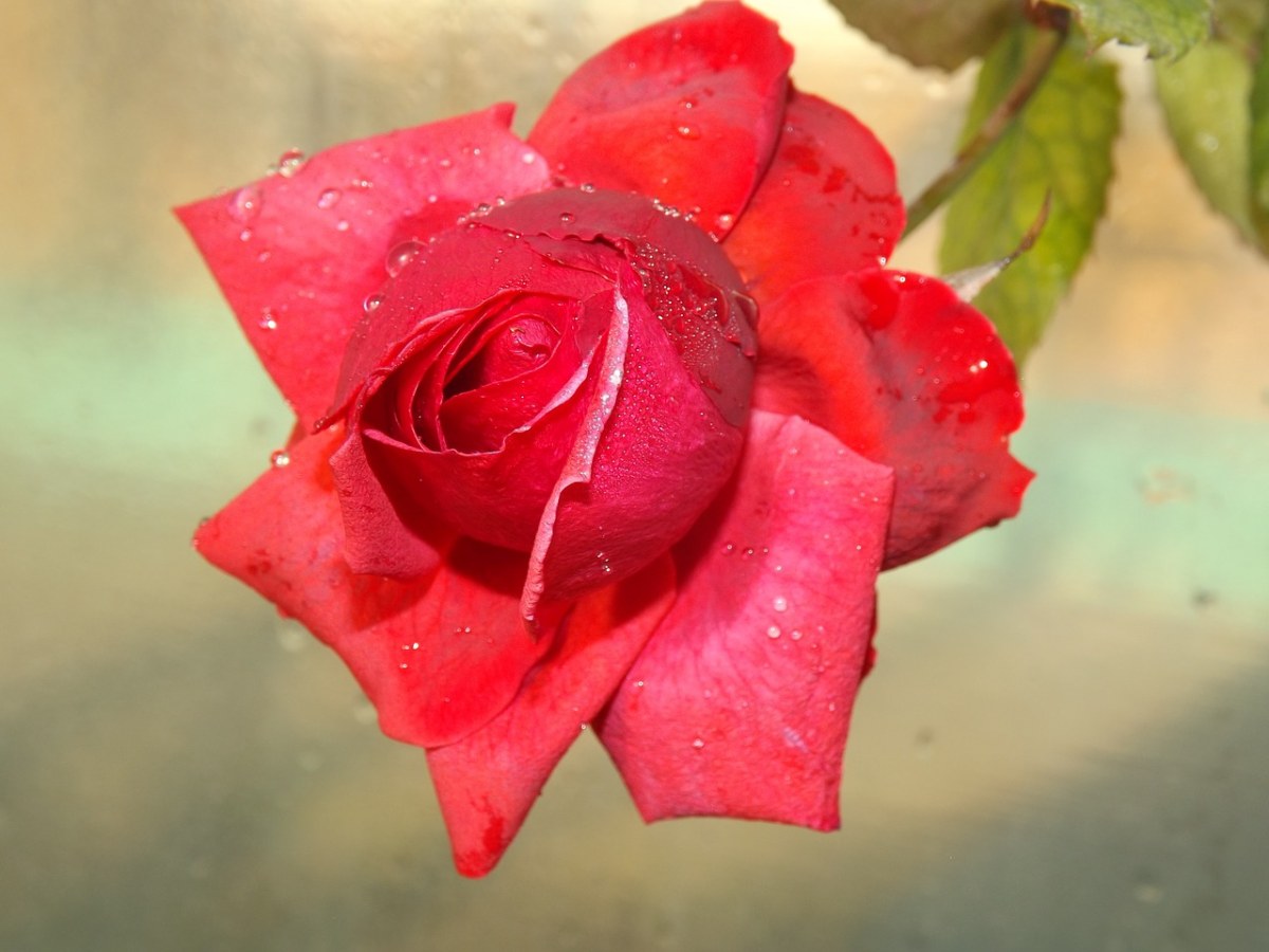 带露珠的红玫瑰图片图片