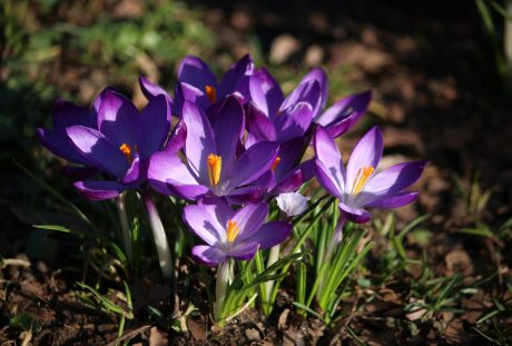 藏红花、鲜花、春天