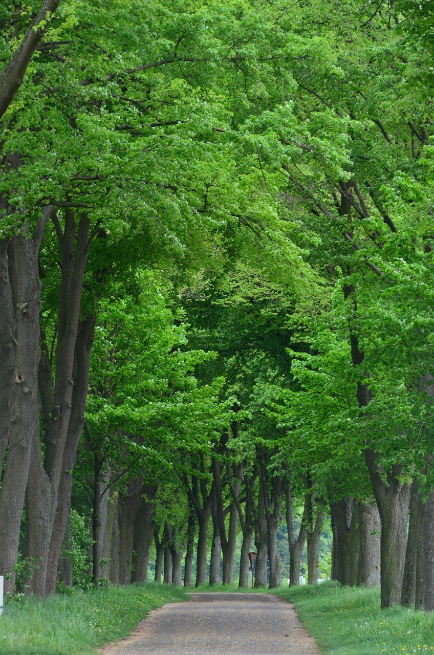 林荫大道,森林,大道