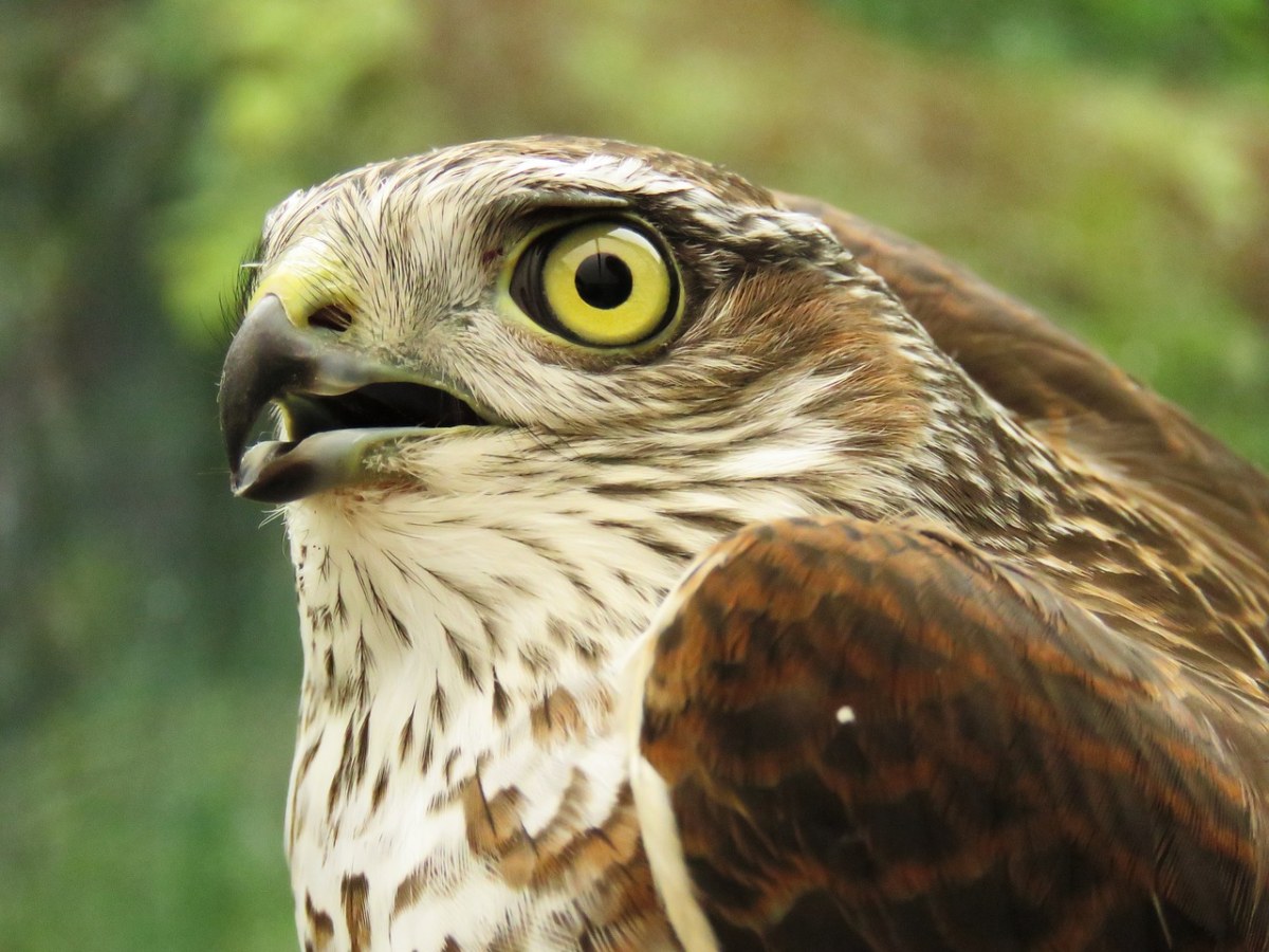 sperber,鸷鸟,格里芬 - 免费可商用图片 - cc0.cn