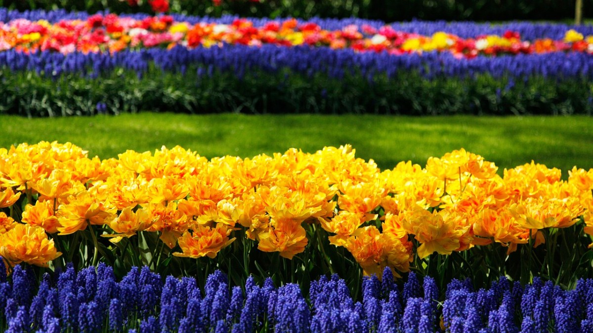 keukenhof,鲜花,花场