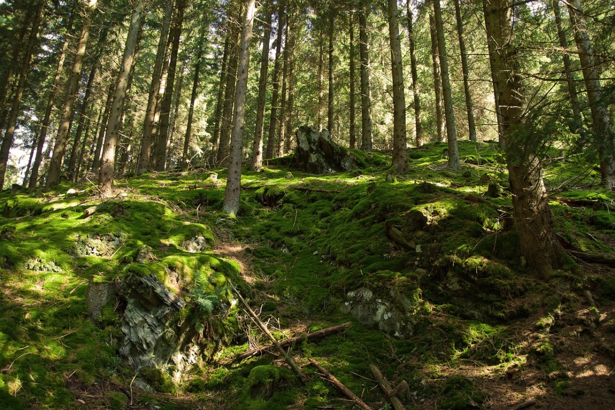 阳光透过森林照射到地面的青苔上免费图片