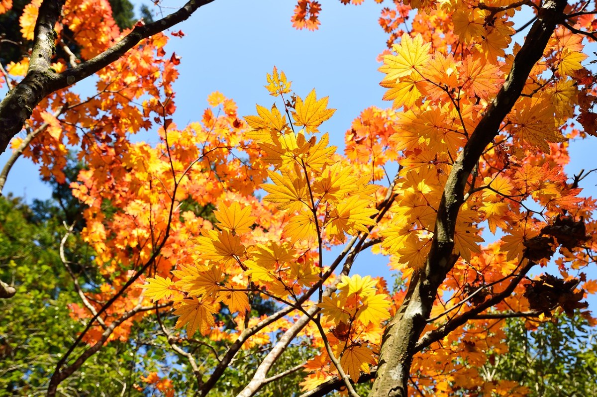 秋天的枫树树叶免费图片