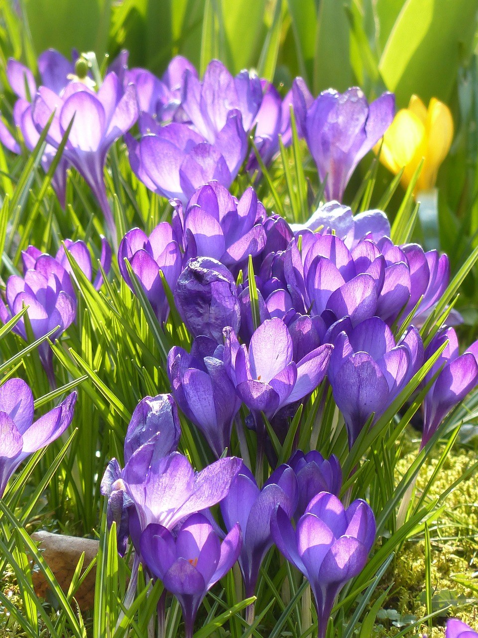 藏红花、黄色、紫免费图片