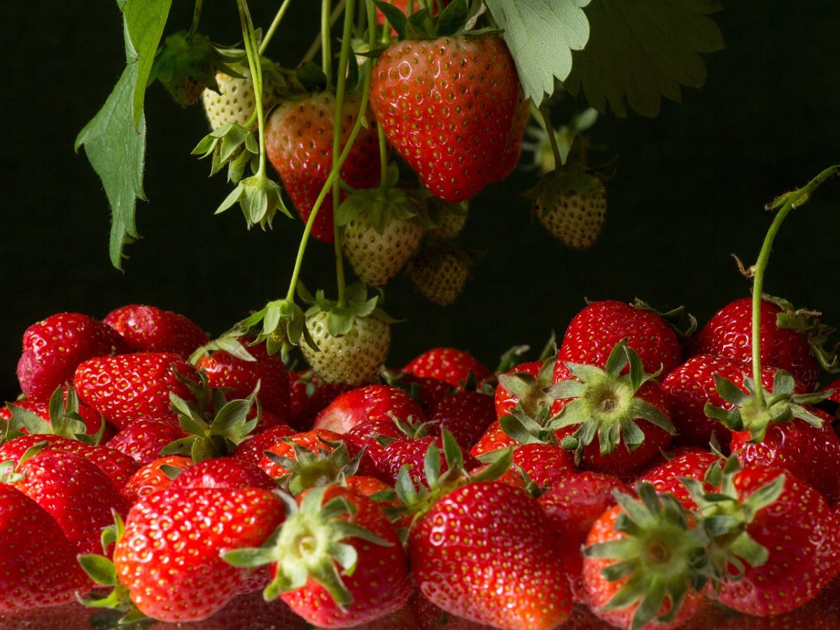 草莓、布什、在树上的果实免费图片