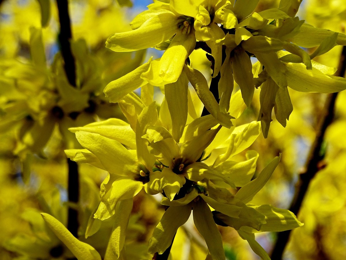 连翘,forsythienblüte,黄色