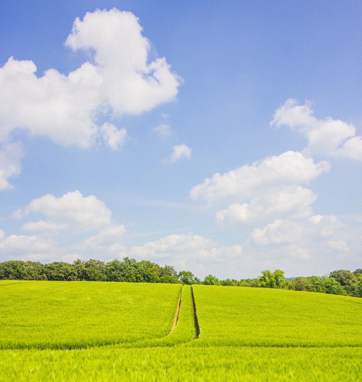 绿色的农业风光免费图片