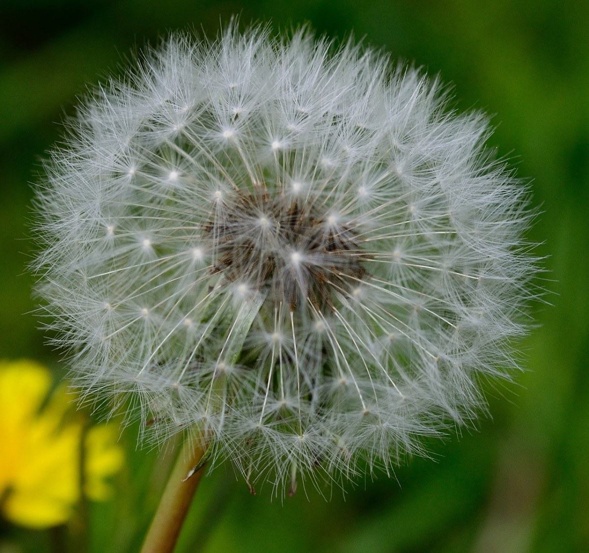 蒲公英的花的图片图片