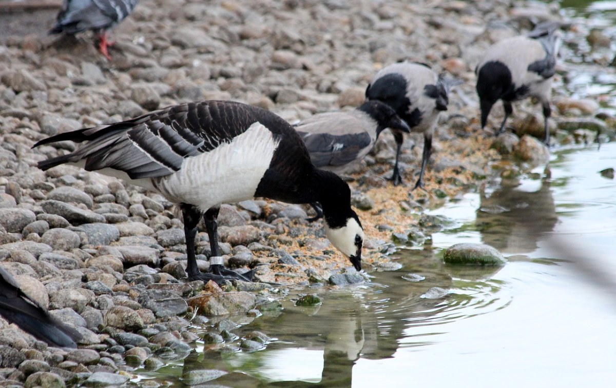鹅,branta,leucopsis,藤壶鹅