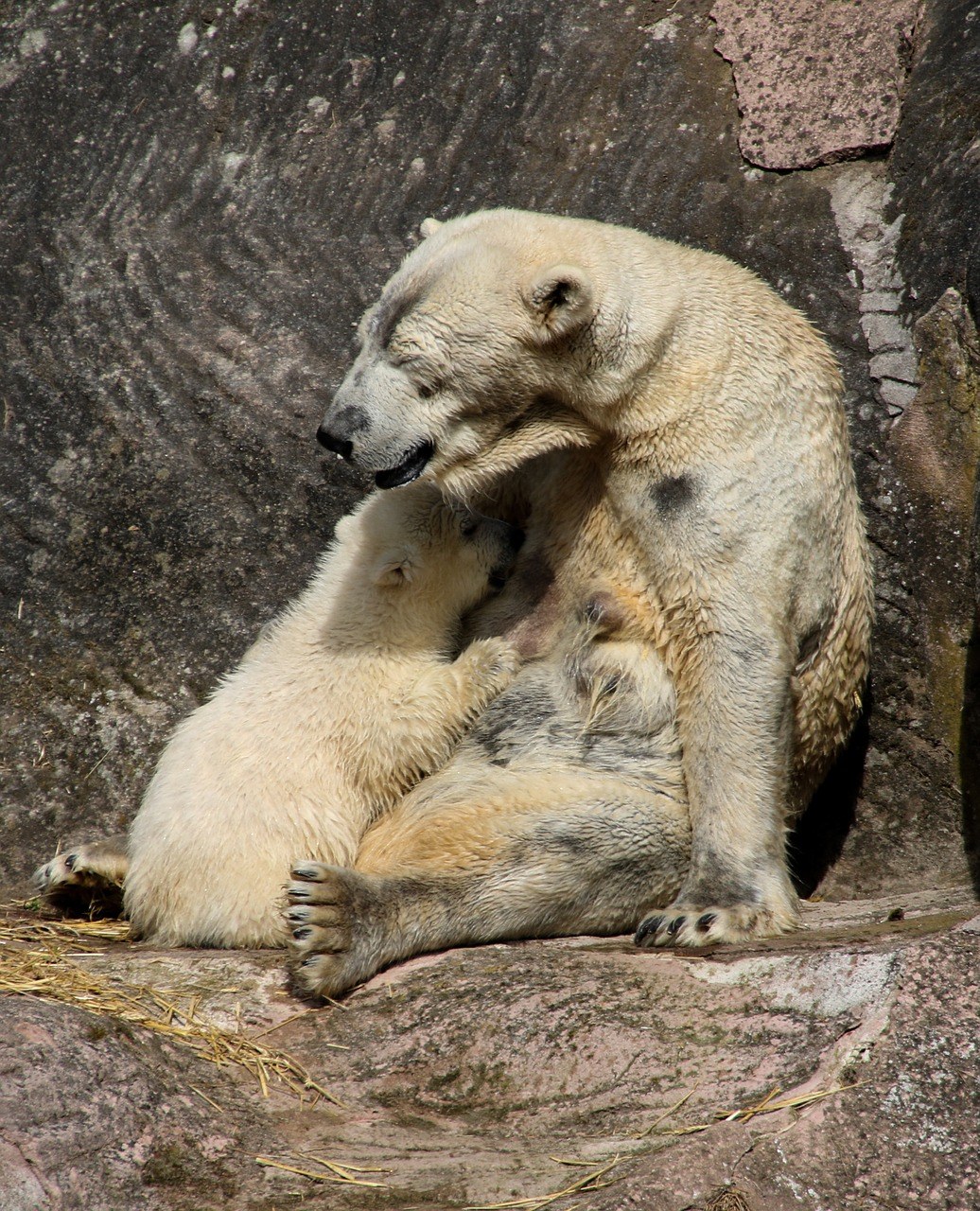动物园的北极熊免费图片