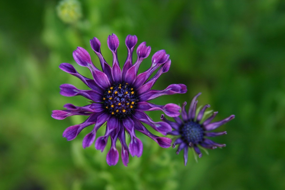 紫色、花、Wildfower免费图片