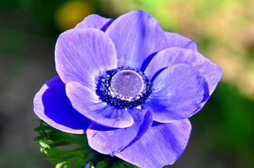 紫蓝色的银莲花